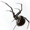DANCAN The Pest Control Expert, LLC