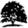 Dębowy Dym