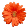 Art Fleur Couture Virágüzlet | Virágbolt| Online virágküldés