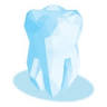 The Dental Arch