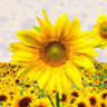Der Kinder Garden Preschools