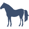 Desert International Horse Park