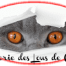 Chatterie des Lous de Cayac : Élevage et vente de chatons British Shorthair