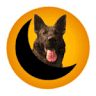 Doggyplaynightandday.co.uk