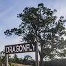 Dragonflybrogo