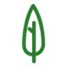 Dreams in Green