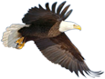 Eagle Ridge Trading