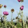 Eco Lawn of Heber - Midway