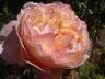 Edmondsham House & Gardens