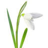 Eirlys Johnson Funeral Services