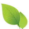Ekana Nursery & Landscaping