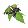 Elderberry Fairy