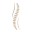 Elite Wellness Chiropractic