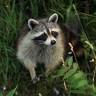 Elite Wildlife Solutions of Westchester