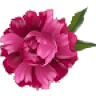 Floristería El Pasaje