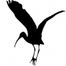 El Racó de la Cigonya