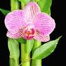 Elsie's Florist