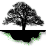 Evolution Forest Products