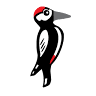 Woodpecker Toy Store