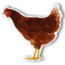 FarmCamps Den Branderhorst