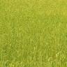 Merrell Farms Inc