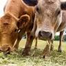 Mowbray Park FarmStay