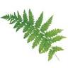Fern Establishment