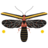 Firefly