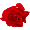 Fleuriste Line Deco