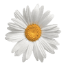 Floarea Bucovinei