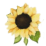 FLOR DE LA ALCARRIA