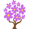 Flores Auri