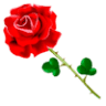 Flores Maravilla