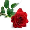 Floristería Villalba P-29 S.L.