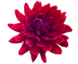 Florist Las Dalias
