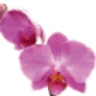 Floristeria Ramells