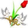 Floristería Tulipan