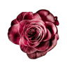 Florum