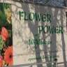 Flowers By Talitha