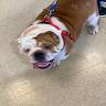 Four Paws Veterinary Hospital