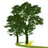 White Oak Woods