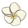 Frangipani Heaven