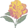 Gardenia Brasería