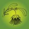 Geographe Community Landcare Nursery