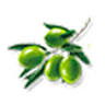The Green Gold Olive Oil Company - Fincas