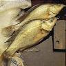 Glenwaters Native Fish