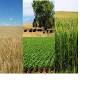 Kit Carson County Extension