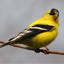 Goldfinch Gift Solutions, LLC