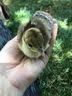 Gramma Roses Petting Zoo