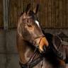 Great British Equinery